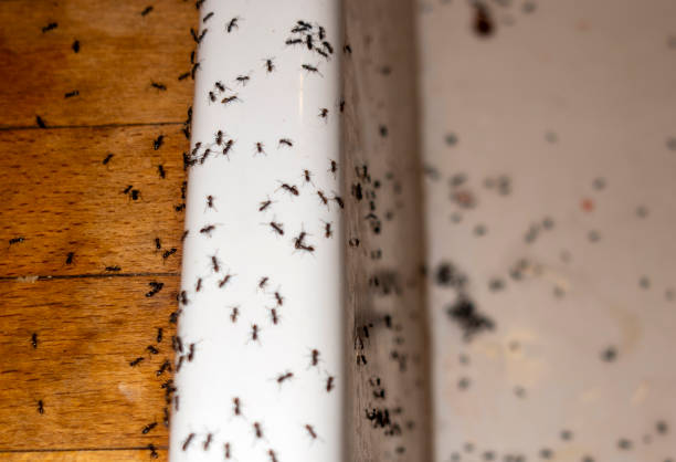 Best Emergency Pest Control  in Ruskin, FL